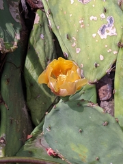 Opuntia