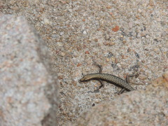 Cryptoblepharus litoralis