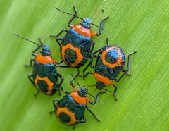 Tynacantha marginata