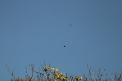 Buteo plagiatus