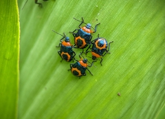 Tynacantha marginata