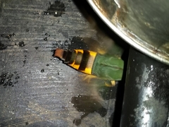 Atemnora westermannii