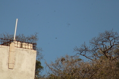 Buteo plagiatus