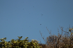Buteo plagiatus