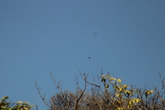 Buteo plagiatus