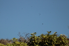 Buteo plagiatus