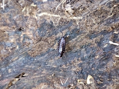 Chaetophiloscia hastata