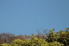 Buteo plagiatus