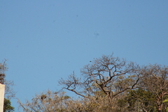 Buteo plagiatus