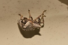 Oemethylus triangularis