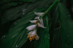 Globba marantina