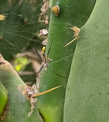 Trichonephila clavipes
