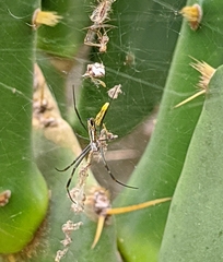 Trichonephila clavipes