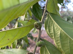 Glochidion philippicum