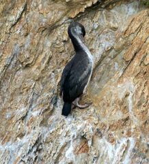 Phalacrocorax punctatus