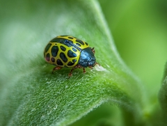 Calligrapha polyspila