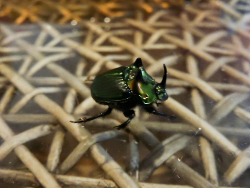 Phanaeus splendidulus