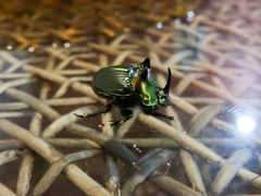 Phanaeus splendidulus