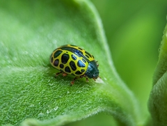 Calligrapha polyspila