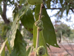 Glochidion philippicum