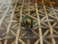 Phanaeus splendidulus