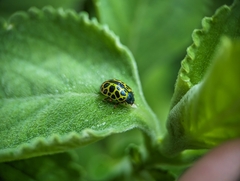 Calligrapha polyspila