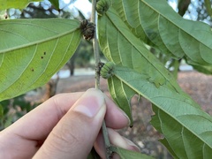 Glochidion philippicum