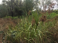 Cladium procerum