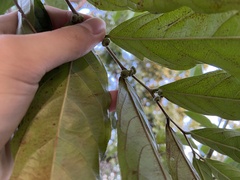 Glochidion philippicum