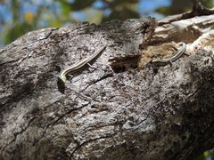 Cryptoblepharus