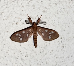 Pseudothyretes perpusilla