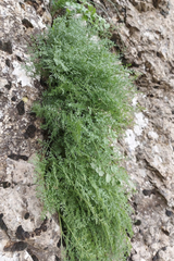 Dichoropetalum aromaticum