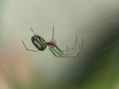 Leucauge volupis