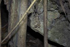 Trimeresurus kanburiensis