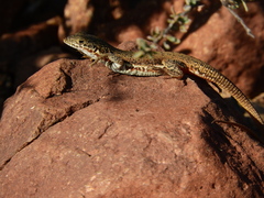 Pedioplanis lineoocellata
