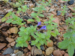 Scutellaria strigillosa