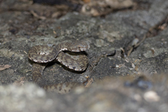 Trimeresurus kanburiensis