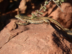 Pedioplanis lineoocellata