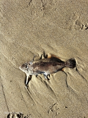 Scobinichthys granulatus