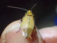 Pseudophyllodromiinae