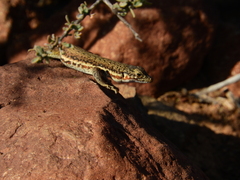 Pedioplanis lineoocellata