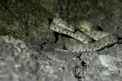 Trimeresurus kanburiensis