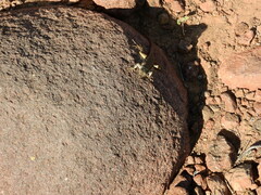 Pedioplanis lineoocellata