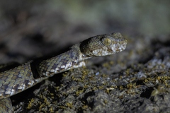 Trimeresurus kanburiensis