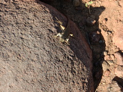 Pedioplanis lineoocellata