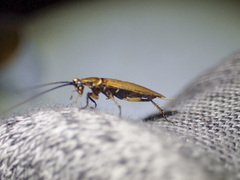 Pseudophyllodromiinae