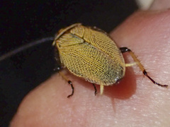 Pseudophyllodromiinae