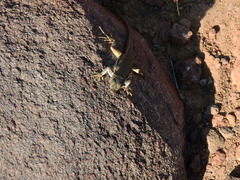 Pedioplanis lineoocellata