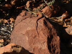 Pedioplanis lineoocellata