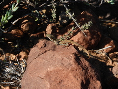 Pedioplanis lineoocellata